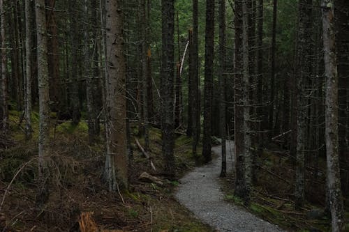 Gratis stockfoto met bomen, Bos, bosgebied