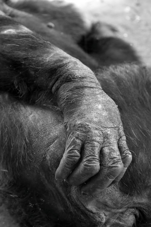 Free Detailed close-up of a chimpanzee's hand resting on fur, captured in black and white. Stock Photo