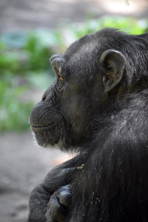 チンパンジー, 動物, 垂直ショットの無料の写真素材