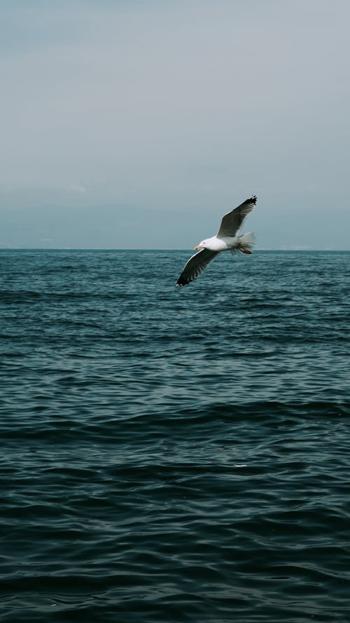 Seagull Flying over Sea
