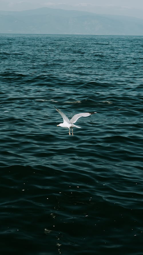 Seagull Flying over Water