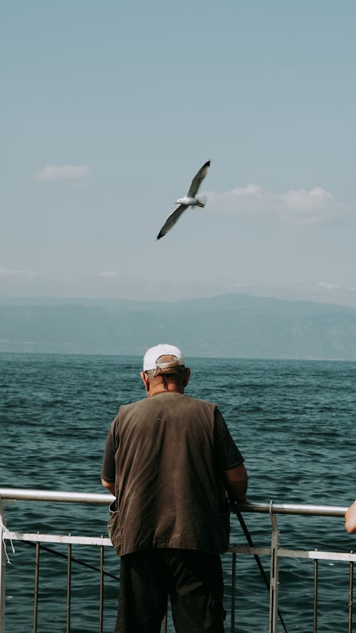 Foto profissional grátis de gaivota, homem, lazer