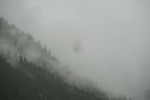 구름, 나무, 박무의 무료 스톡 사진