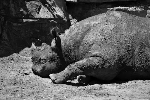 Free Rhino Lying Down in Black and White Stock Photo