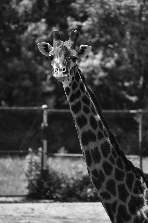 キリン, 動物, 動物園の無料の写真素材