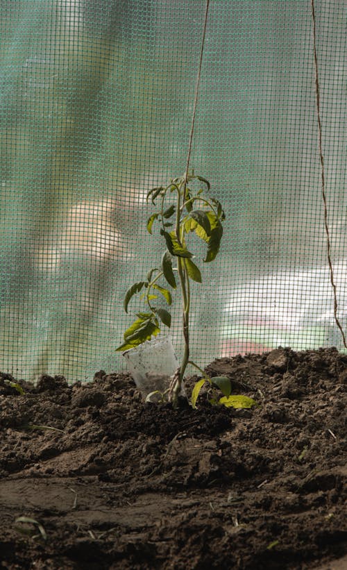 Close-up of a Tomato Sprout in Soil in a Garden 
