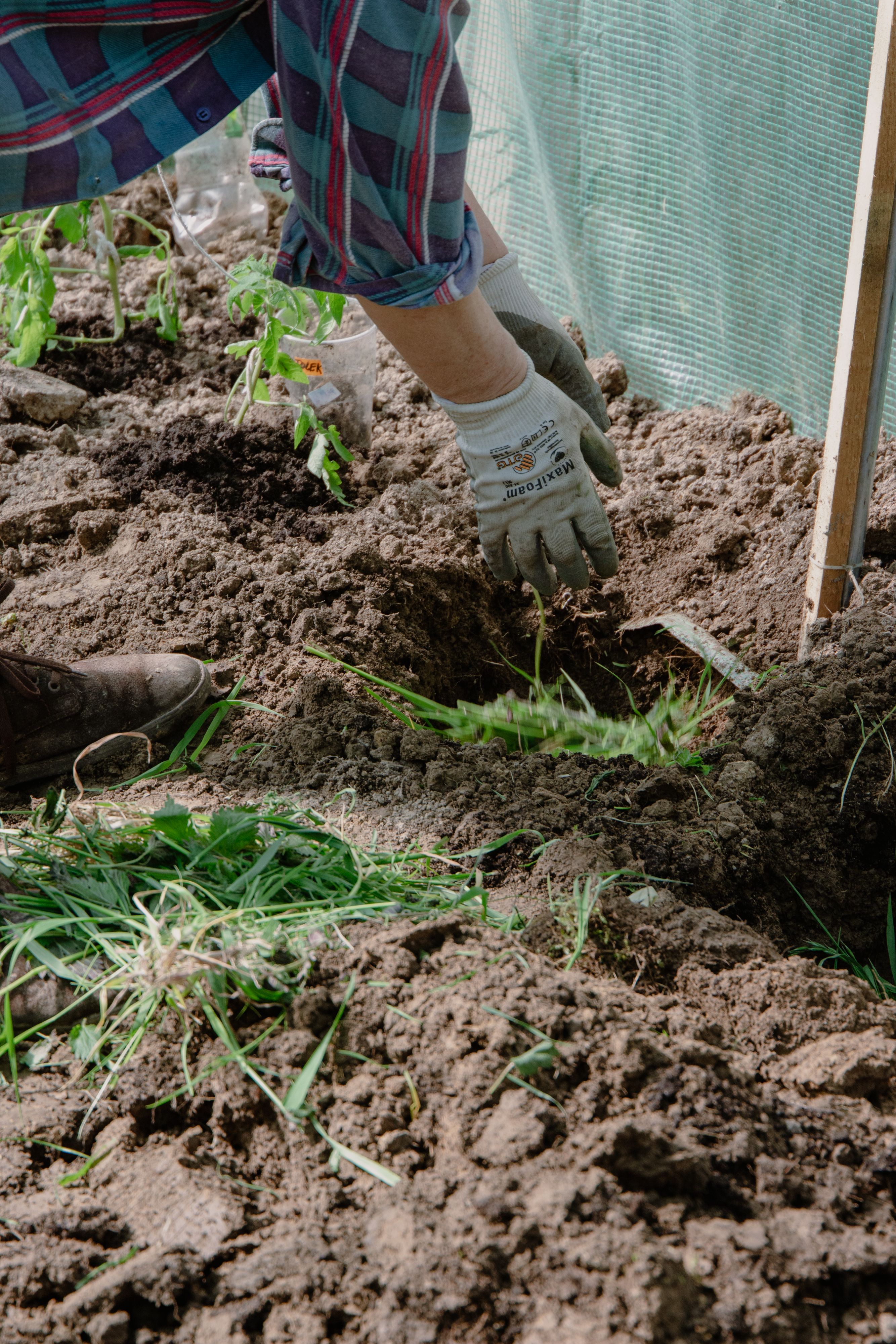Choisir des plantes locales pour un jardin écoresponsable à Angers 
