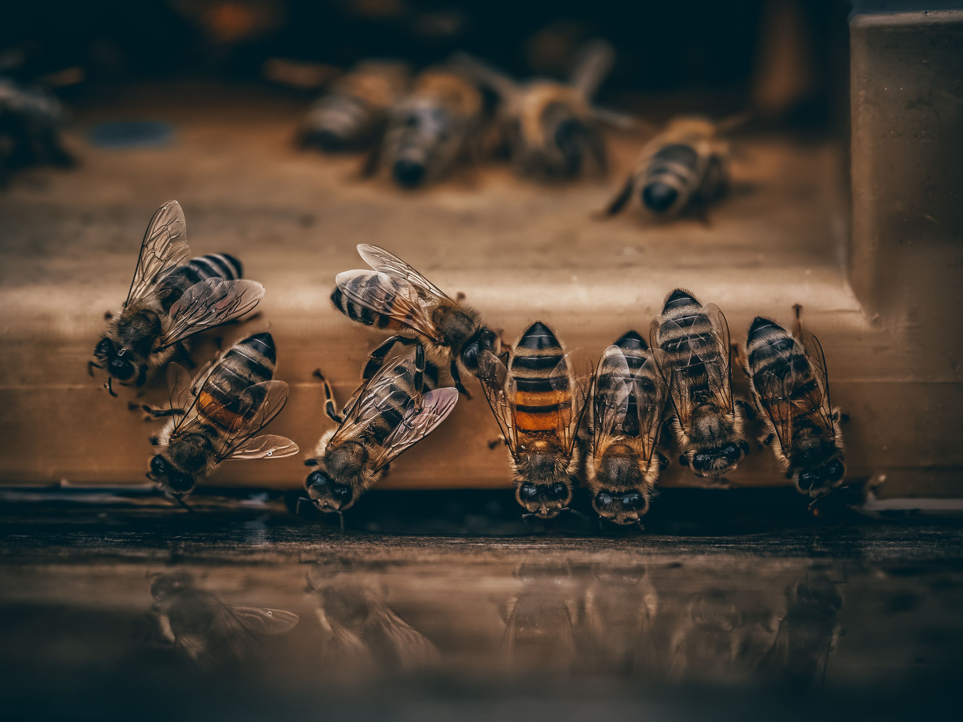 scrapingbee alternatives