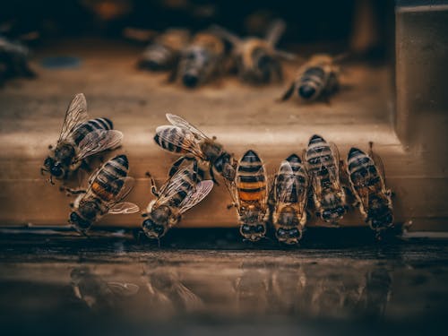 Kostnadsfri bild av bin, insekter, liten