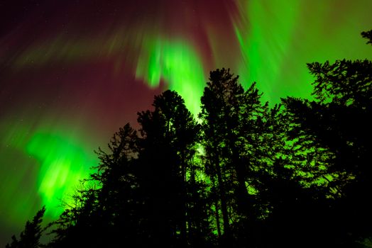 Captivating view of aurora borealis illuminating the forest in Riding Mountain, Canada.