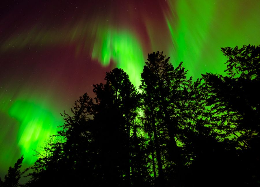 Captivating view of aurora borealis illuminating the forest in Riding Mountain, Canada.