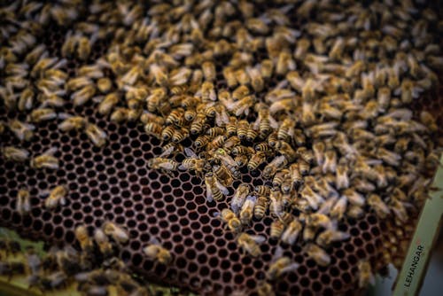 Bees in a Hive 