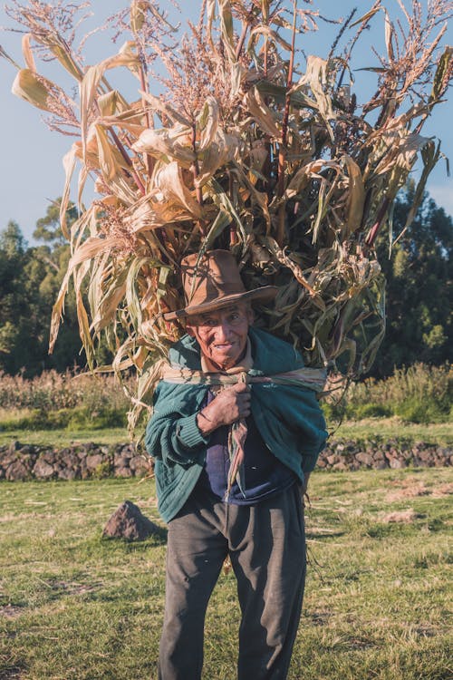 Elderly Man Carrying a Bunch of Corn Plants on His Back 