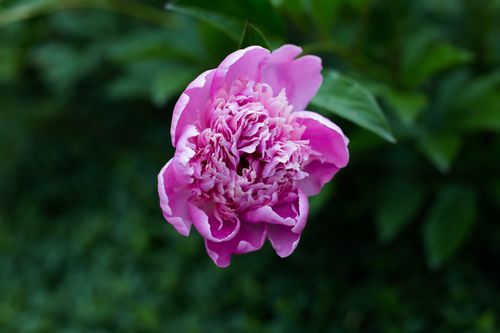 Free Close-up of a vibrant pink peony flower in bloom with lush green background. Stock Photo