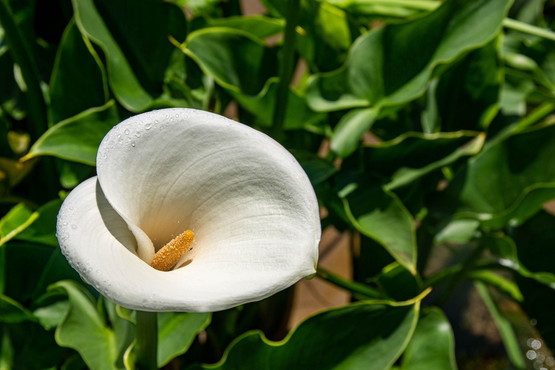 Beautiful calla lily in full bloom with raindrops, showcasing delicate white petals in lush green foliage.