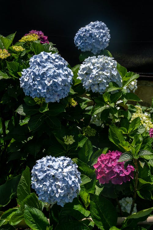 Blue and Purple Hydrangea Flowers