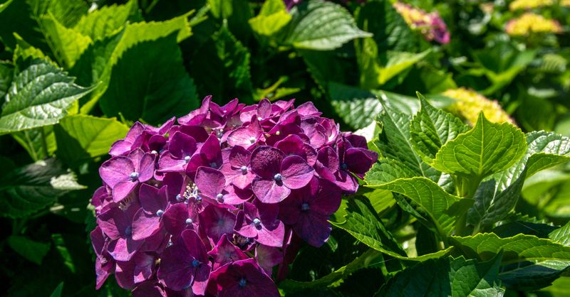 Hydrangea : Guide Plantation et Entretien 2026