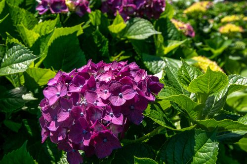 Free Close-up of a vibrant purple hydrangea surrounded by lush green leaves, showcasing nature's beauty. Stock Photo