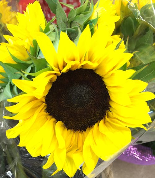 Ilmainen kuvapankkikuva tunnisteilla auringonkukka, aurinko, kasvi