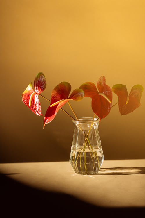 Anthurium Flowers in a Glass Vase 
