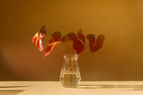 Free Beautiful anthurium flowers in a glass vase with warm golden lighting and an orange background. Stock Photo