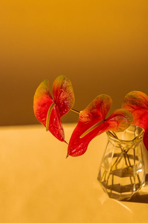 Fotos de stock gratuitas de anthurium, brillante, cristal