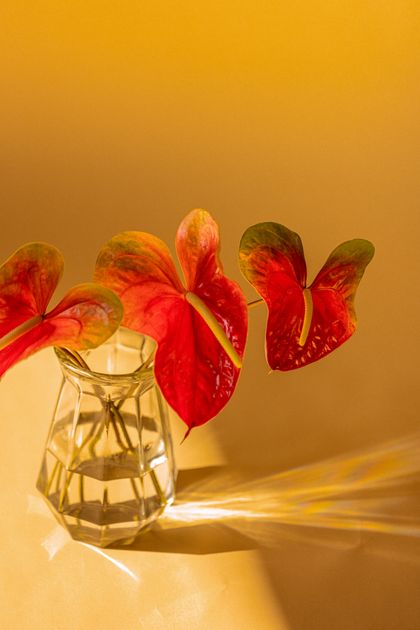 Red anthurium flowers in a clear vase by Ashley Kaneko on Pexels