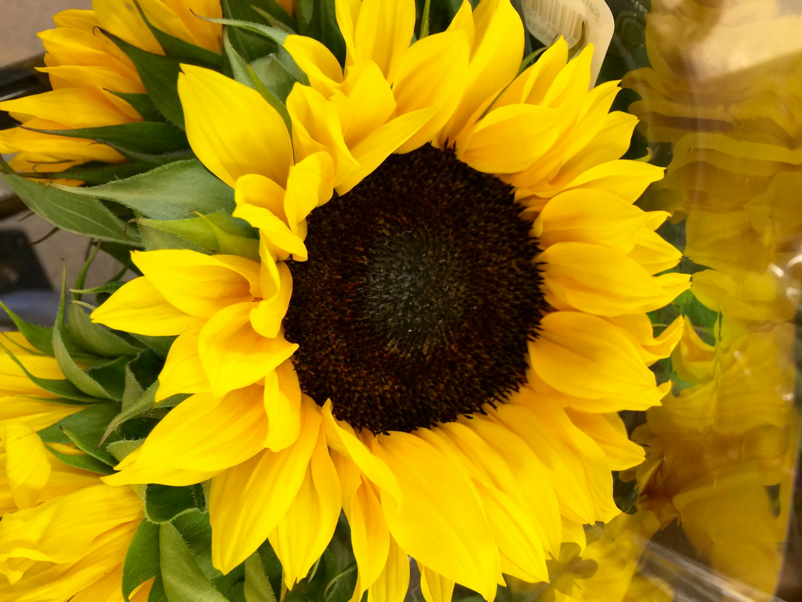 Free stock photo of bouquet, flowers, love