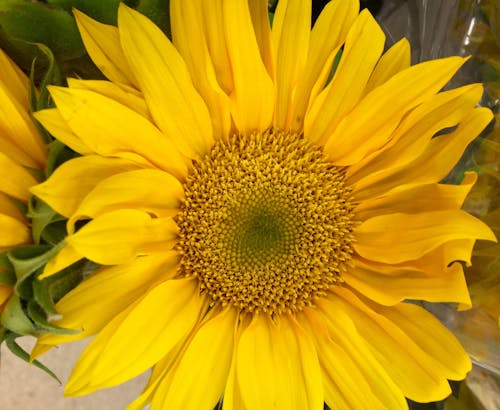 Kostnadsfri bild av blomma, gul, natur