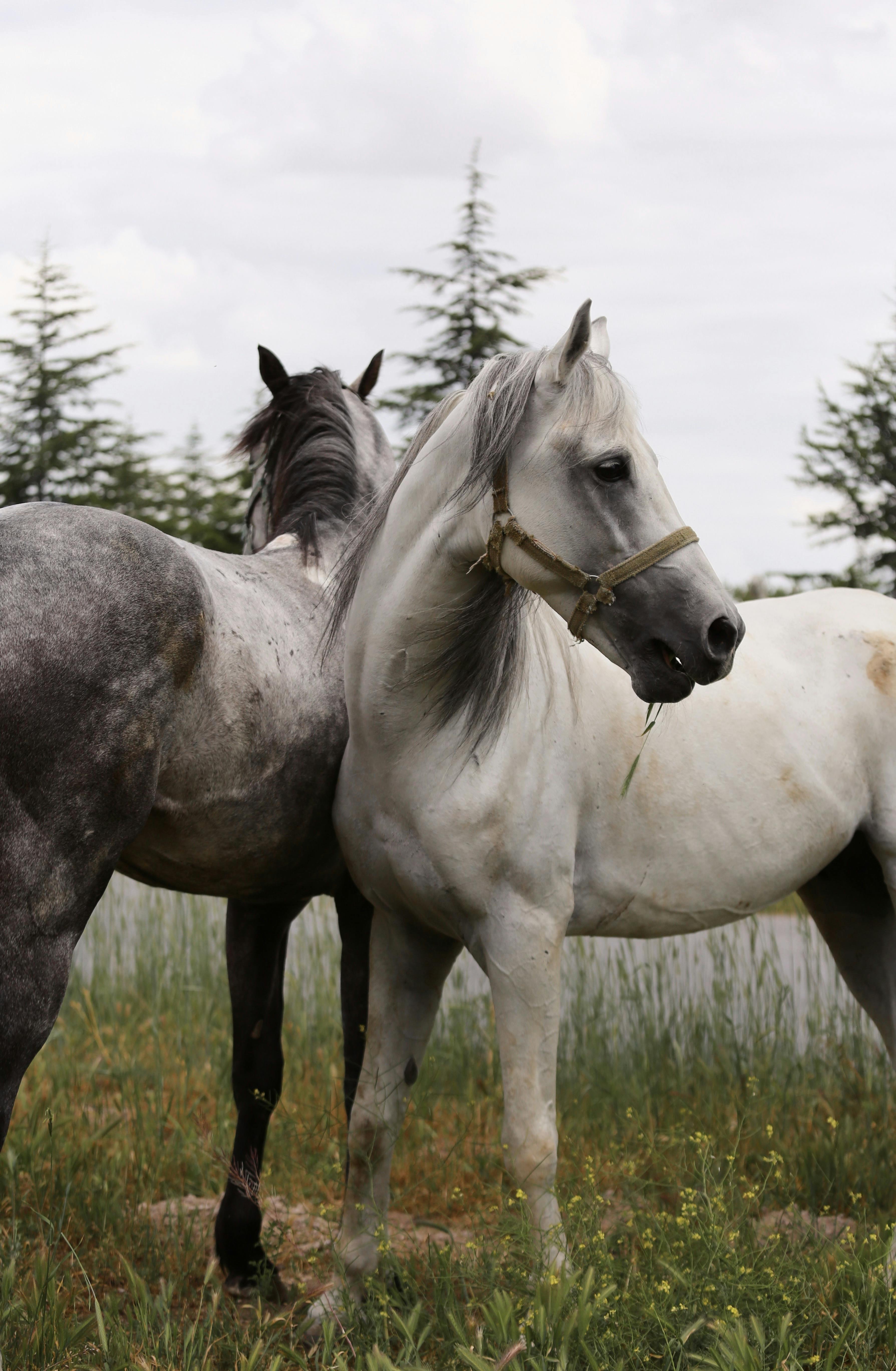 Horse Names For Grey Horses Photos, Download The BEST Free Horse Names