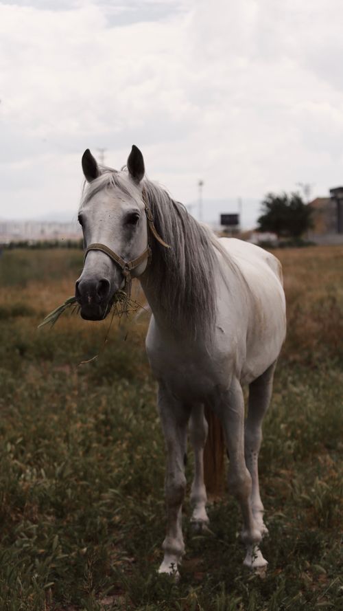 Free A beautiful gray horse stands in a rural field, capturing a serene moment of nature. Stock Photo