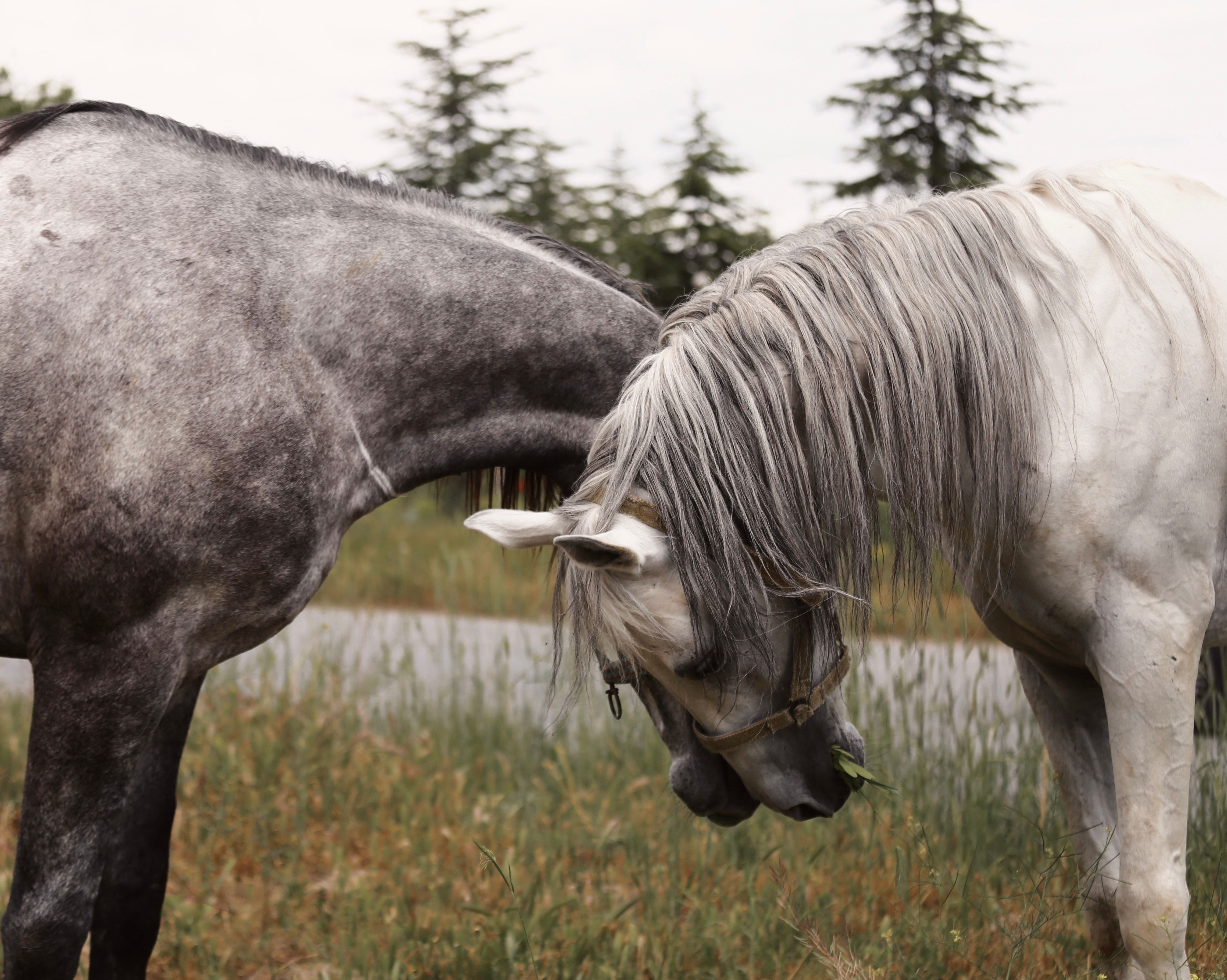 symptoms of white line disease horse