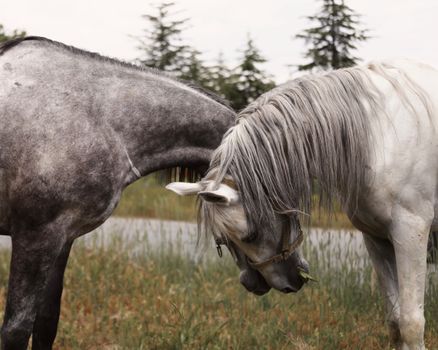 horse chiropractic