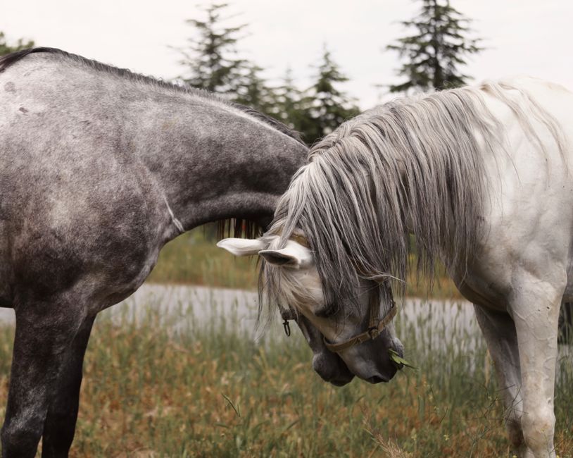 symptoms of white line disease horse