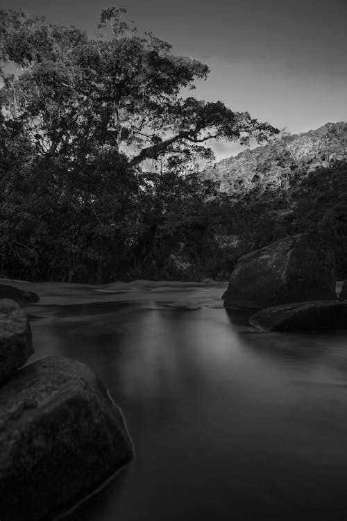 Trees and Rocks around River in Black and White