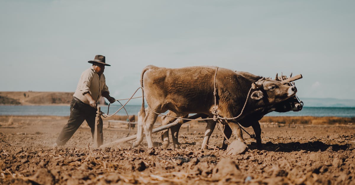 故鄉副業新趨勢 都市人如何遠距為鄉下注入活力
