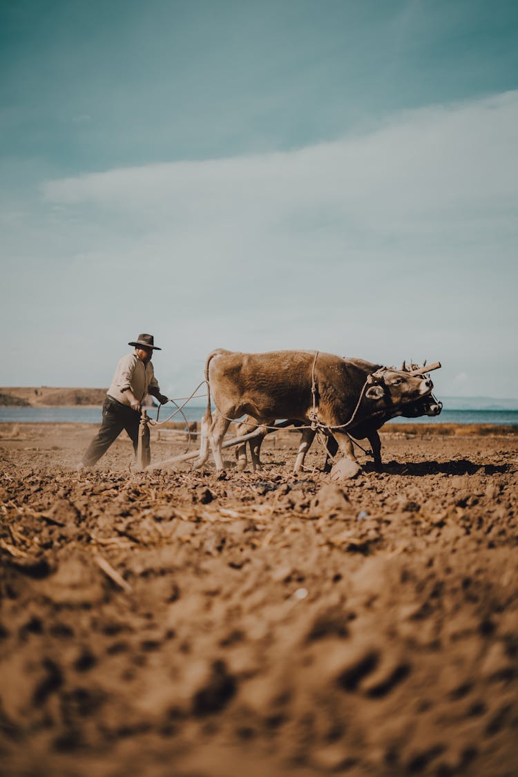 Farmer With Oxes On Field