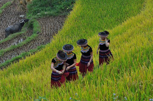 Фотография людей, стоящих на рисовом поле
