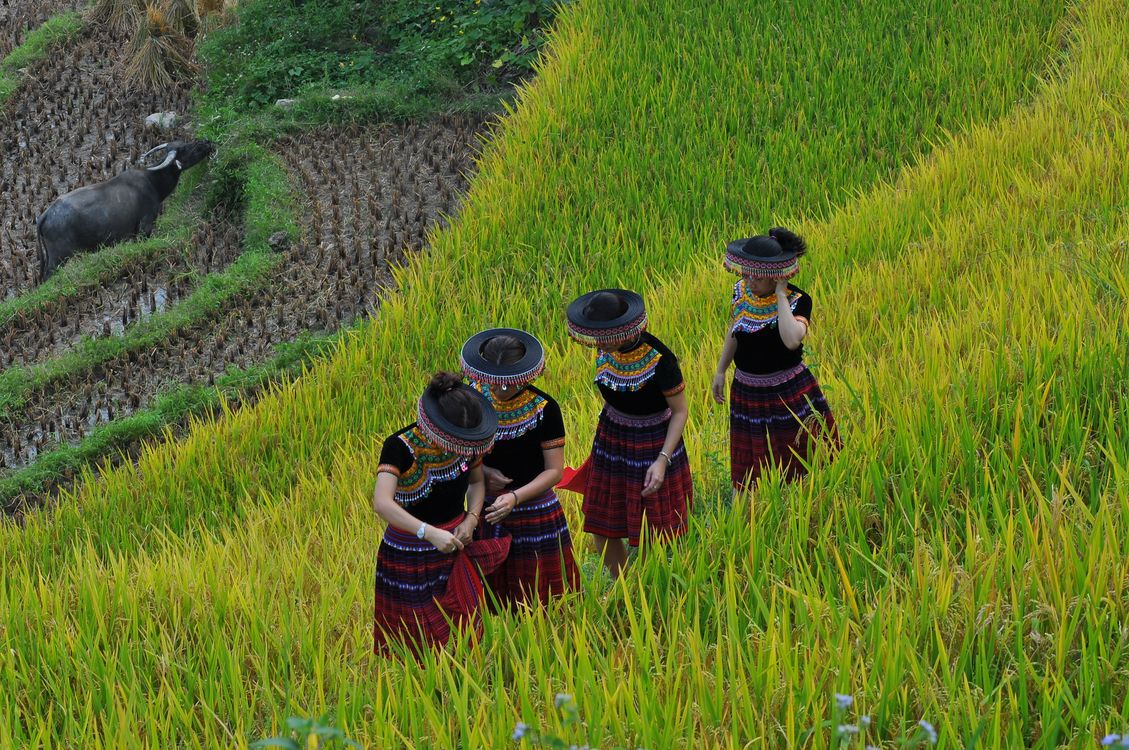People Doing Rice Photo of People Standing on Rice Field · Free Stock Photo