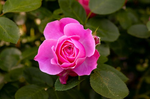 Close-up of a Pink Garden Rose 