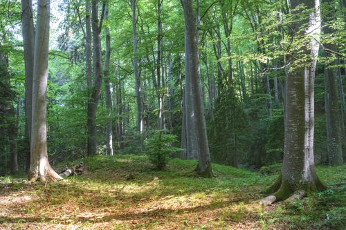 Free Serene beech forest with sunlight filtering through lush green foliage. Stock Photo