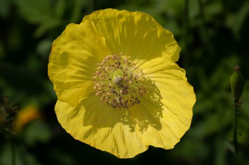 Free Close-up of a vibrant yellow poppy flower basking in sunlight. Stock Photo