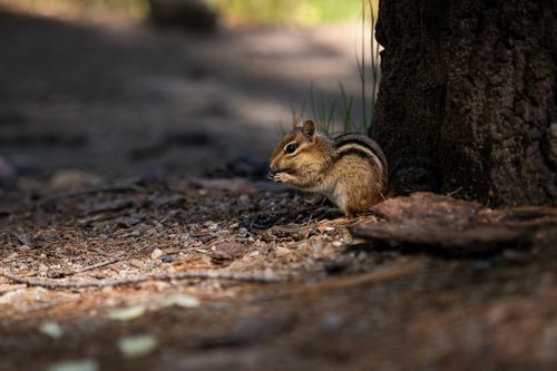 Free Close-up of a chipmunk foraging near a tree in a natural setting. Perfect for nature and wildlife themes. Stock Photo