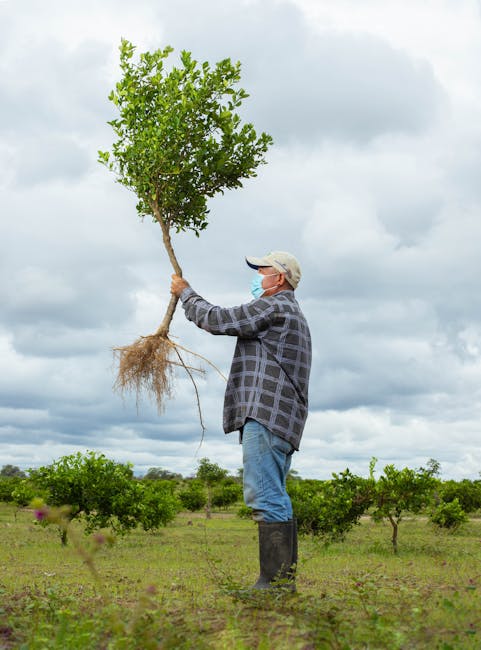 Gardener in Piura, Perú, holding a young tree in an orchard under an overcast sky.