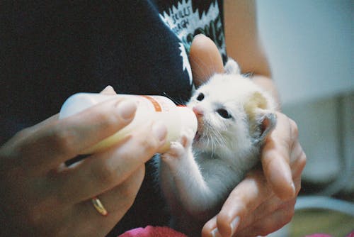 Free A person bottle-feeding a small kitten, showing care and nurturing indoors. Stock Photo