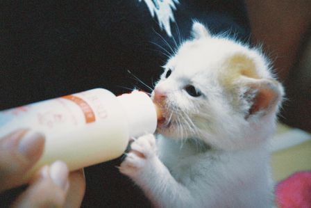 Cat leukemia life expectancy and prognosis made simple - Drinking Less Leukemia Cats Aging