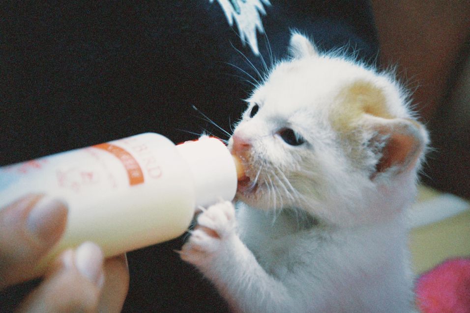 Image showcasing Cat leukemia life expectancy and prognosis made simple