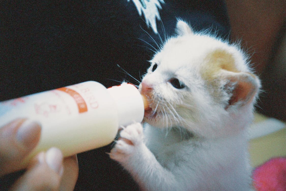 Katze mit verschiedenen Futtersorten