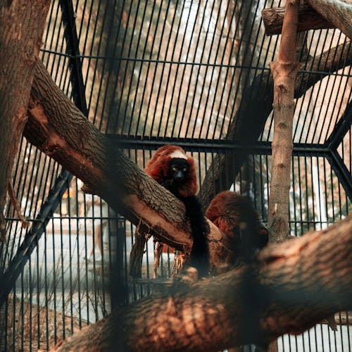 Бесплатное стоковое фото с zoo, в плену, ветвь