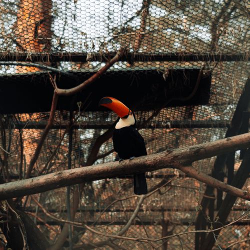 Free A vibrant toco toucan perched on a branch inside a tropical aviary in a zoo. Stock Photo